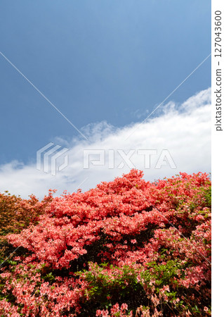 在蔚藍的天空中閃耀的杜鵑花 127043600