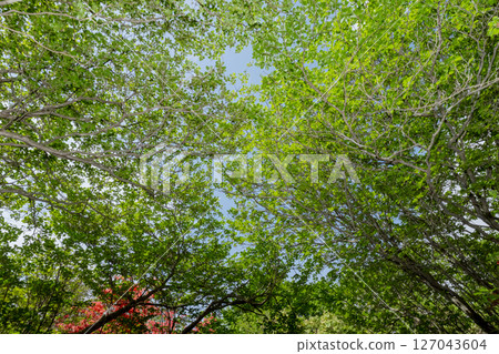 Looking up at the vibrant greenery of Nasu Highlands Looking up at the vibrant greenery of Nasu Highlands 127043604