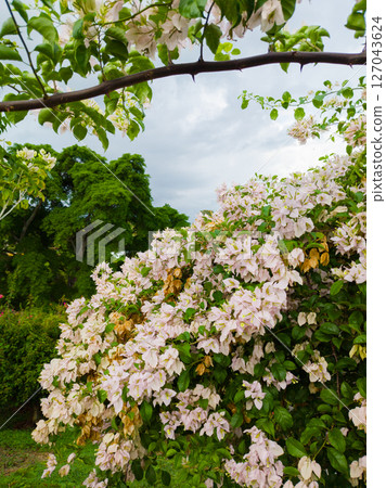 White bougainvillea flower plants in tropical garden. Blue sky and clouds. Philippines. 127043624