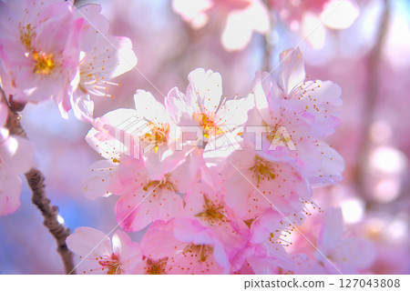 Kanto - Spring Cherry Blossoms - A bright image of spring, a pretty and pure pink early-blooming cherry blossom - Minamiashigara City, Kanagawa Prefecture (7) Kanto - Spring Cherry Blossoms - A bright image of spring, a pretty and pure pink early-blooming cherry blossom - Minamiashigara City, Kanagawa Prefecture (7) 127043808