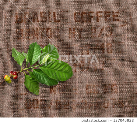 Stamped burlap bags with holes for inspection and ripening coffee leaves 127043928