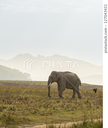wild aggressive adult asian elephant or Elephas maximus indicus in dhikala grassland near ramganga reservoir water in hot summer season safari jim corbett national park forest uttarakhand india asia 127043931