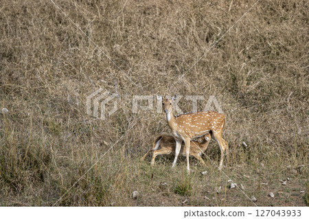 baby fawn feeding milk from his female mother spotted deer or chital or axis deer or axis axis in outdoor wildlife safari wild grassland of dhikala jim corbett national park forest uttarakhand india 127043933