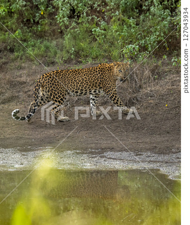 Indian wild female leopard or panther or panthera pardus walking with reflection at waterhole during monsoon green season outdoor wildlife safari at jhalana leopard reserve jaipur rajasthan india 127043934