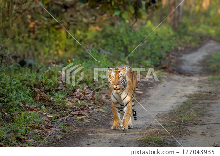 wild bengal female tiger panthera tigris head on walking at pilibhit national park forest reserve uttar pradesh india tigress head on in natural green scenic background in winter season morning safari 127043935