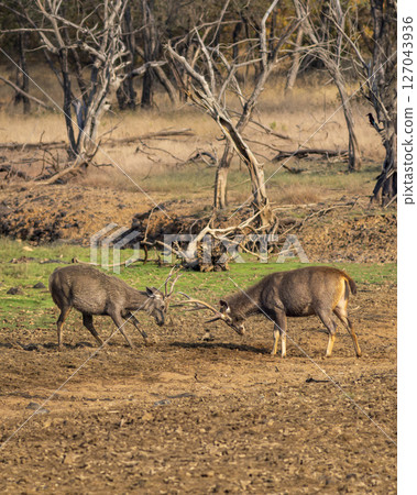 Two full adult angry male Sambar deer or Rusa unicolor in action fighting big long large antlers showing dominance power in safari at ranthambore national park forest tiger reserve rajasthan india 127043936