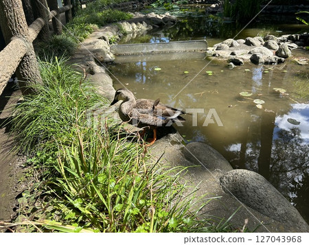 This is a pond and female duck in Hydrangea Park in Kodaira City, Tokyo. 127043968