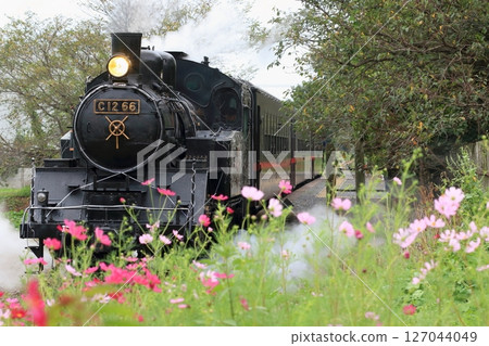 Mooka Railway "Steam locomotive departing Terauchi Station, where cosmos flowers bloom" 127044049
