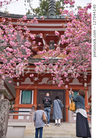 鞍馬寺、多寶塔、盛開的重瓣櫻花和祈禱的人們 1 鞍馬寺、多寶塔、盛開的重瓣櫻花和祈禱的人們 1 127044140