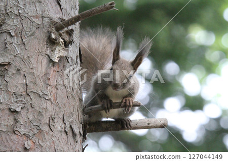 一隻小松鼠在樹頂上觀望 - 北海道松鼠、蝦夷松鼠、北海道野生動物 127044149