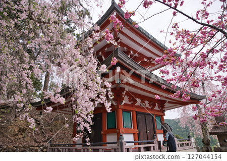 Kurama Temple: Tahoto Pagoda with weeping cherry blossoms and double cherry blossoms and people praying 5 127044154