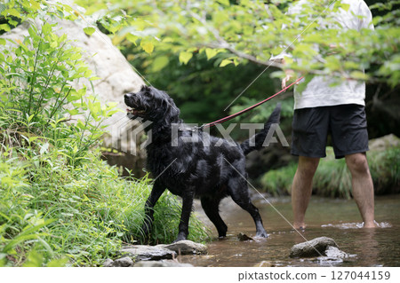 A large dog and its owner playing in the river. A dog that enjoys the heat and plays in the river in summer. A large dog and its owner playing in the river. A dog that enjoys the heat and plays in the river in summer. 127044159