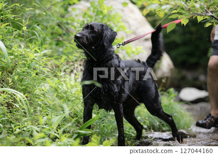 A large dog and its owner playing in the river. A dog that enjoys the heat and plays in the river in summer. A large dog and its owner playing in the river. A dog that enjoys the heat and plays in the river in summer. 127044160