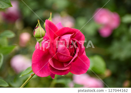鮮豔的紫紅春玫瑰 鮮豔的紫紅春玫瑰 127044162
