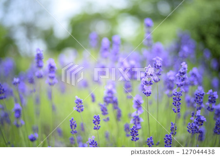 英國薰衣草 薰衣草花田 花田圖像 127044438