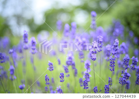 English lavender Lavender field Flower field Image 127044439