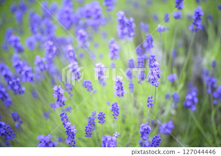 English lavender Lavender field Flower field Image English lavender Lavender field Flower field Image 127044446