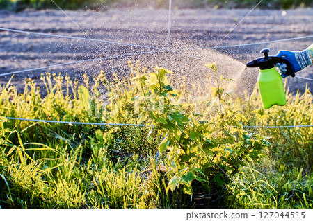 Hand pump garden sprayer used for applying pesticide or fertilizer operates by manually building pressure and spraying liquid through nozzle. Hand pump garden sprayer used for applying pesticide or fertilizer operates by manually building pressure and spraying liquid through nozzle. 127044515