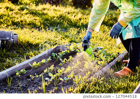 Gardener in protective clothing uses garden pump sprayer to manually spray liquid on radish seedlings in garden bed during sunny day. Gardener in protective clothing uses garden pump sprayer to manually spray liquid on radish seedlings in garden bed during sunny day. 127044518