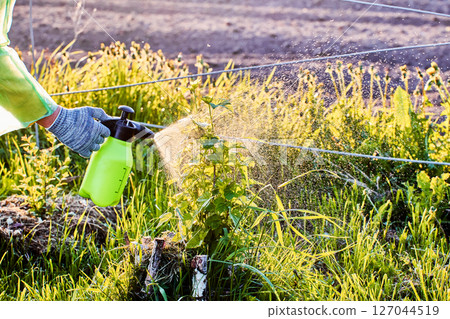 Spraying liquid on black currant plantings, gardener uses garden pump sprayer to manually apply plant protectant evenly across green leaves and stems. 127044519