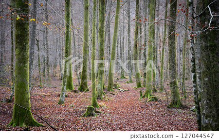 Autumnal forest with orange leaves on the ground and mossy green tree trunks, Slovenia, Europe 127044547