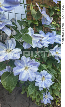 Clematis flowers on the plot near the house. Plants for the garden. Clematis flowers on the plot near the house. Plants for the garden. 127044569