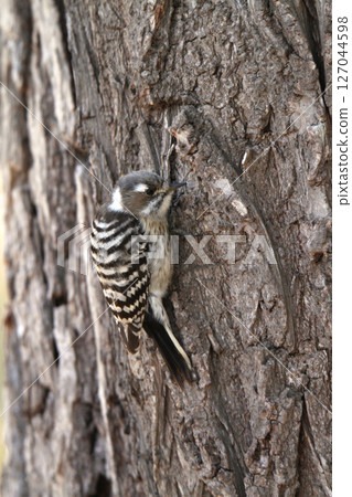 日本侏儒啄木鳥、啄木鳥、北海道野鳥 127044598