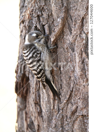 Japanese pygmy woodpecker, woodpecker, Hokkaido wild bird 127044600