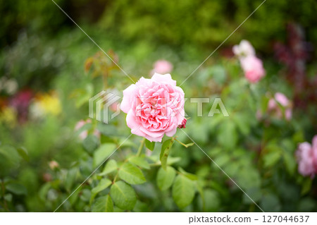 粉紅玫瑰，玫瑰，初夏，六月，圖像 127044637