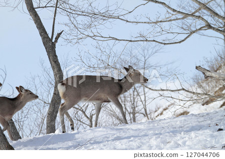 Ezo deer Ezo deer Kushiro Marsh 127044706
