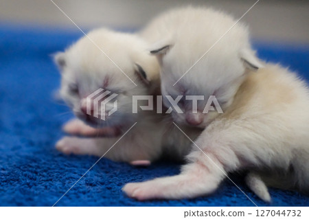 Two newborn 1 week old ragdoll kittens sleeping with eyes closed on the blanket, domestic cat 127044732