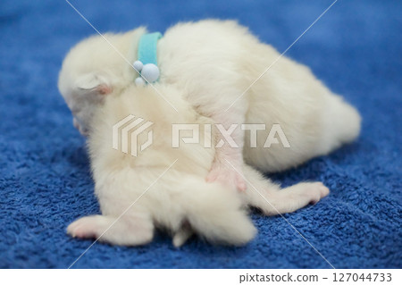 Two newborn 1 week old ragdoll kittens sleeping with eyes closed on the blanket, domestic cat 127044733