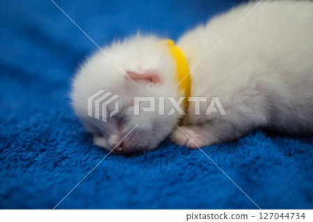 A newborn 1 week old ragdoll kitten sleeping with eyes closed on the blanket, domestic cat 127044734