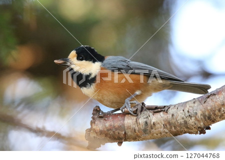 Varied Tit, Hokkaido Wild Bird 127044768