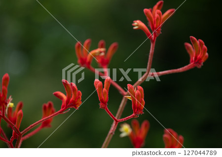 Anigozanthos flavidus Kangaroo paw 127044789