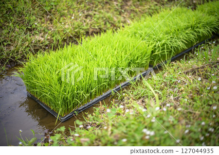 稻田水稻水稻種植準備 127044935