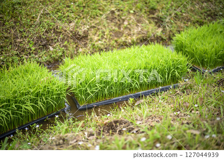 Rice field rice paddy rice planting preparation Rice field rice paddy rice planting preparation 127044939