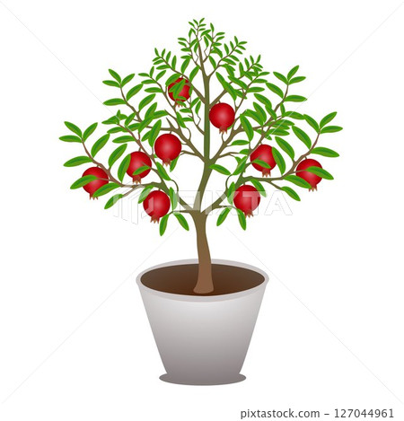 Pomegranate tree in a pot on a white background. Pomegranate tree in a pot on a white background. 127044961