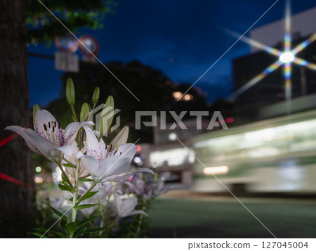 夜之百合與紫電的合作 127045004