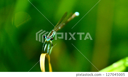 雄性蜻蜓 127045005