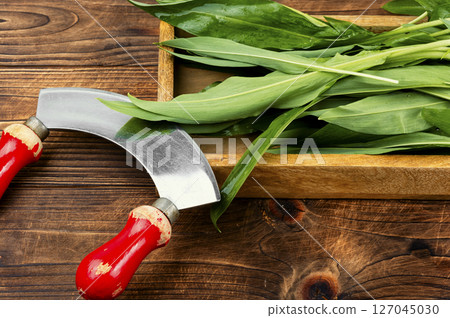 A bunch of wild leeks. A bunch of wild leeks. 127045030