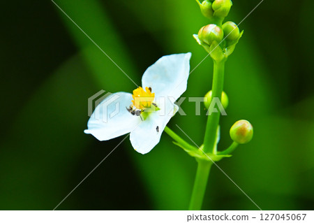 Aginashi flower 127045067