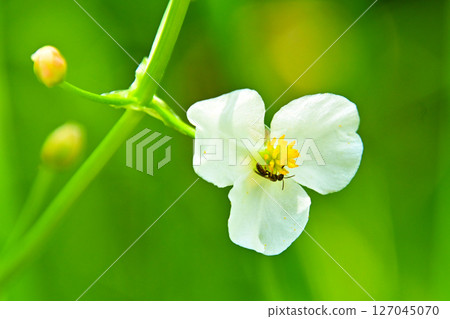 Aginashi flower Aginashi flower 127045070