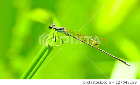雄性蜻蜓 127045159