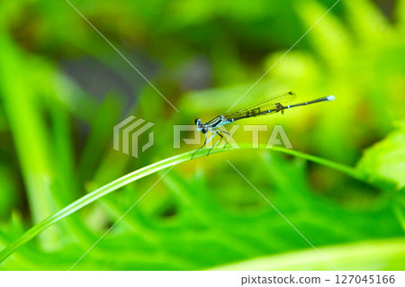 雄性蜻蜓 雄性蜻蜓 127045166