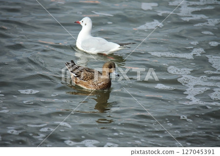 荒尾市港野生鳥類, 荒尾市港野生鳥類, 127045391