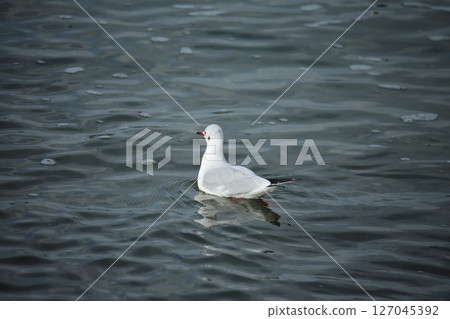 Arao City Port Wild Birds, 127045392