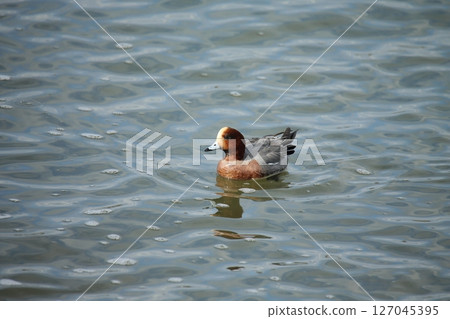 Arao City Port Wild Birds, 127045395