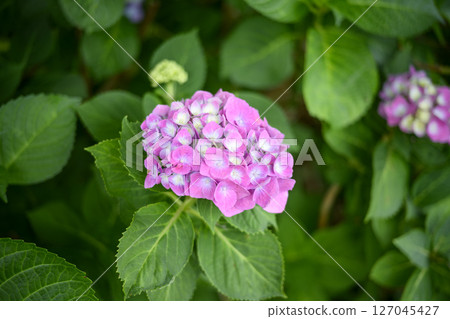 Pink hydrangea Hydrangea Flowers Rainy season Early summer June 127045427