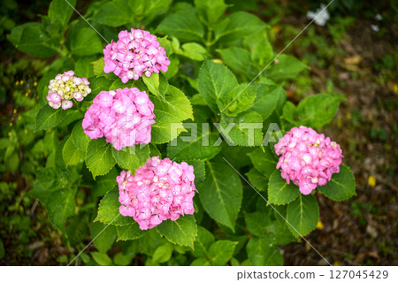 Pink hydrangea Hydrangea Flowers Rainy season Early summer June 127045429